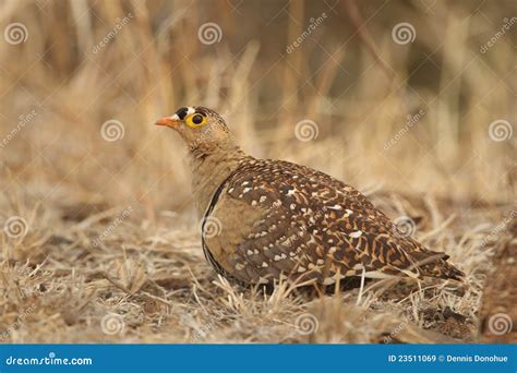 Banded Sand Grouse Stock Image Image Of South Banded 23511069