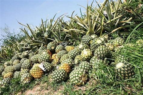 Pineapple Posts Largest Production Gain In Q2 Philstar