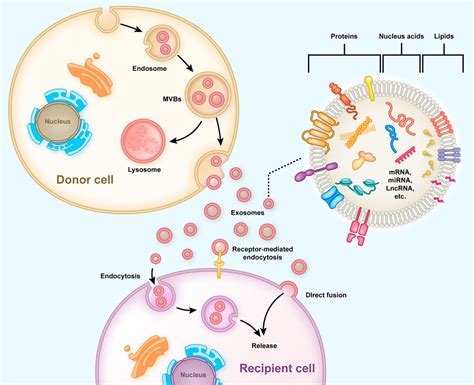 Frontiers Mechanism Of Action Of Mesenchymal Stem Cell Derived