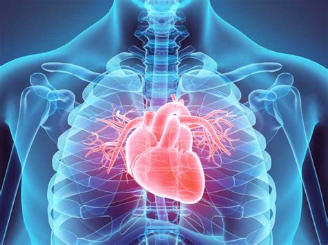 The Structure And Function Of The Heart Educate Fitness