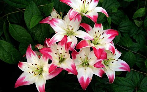 Lily Flowers Wallpapers Wallpaper Cave