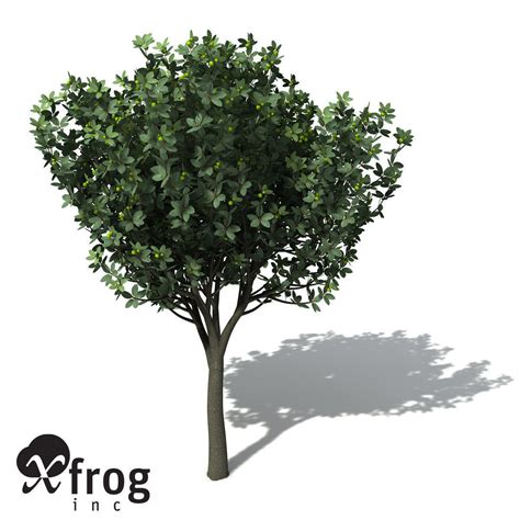 Xfrogplants Rusty Fig 3d Model Cgtrader