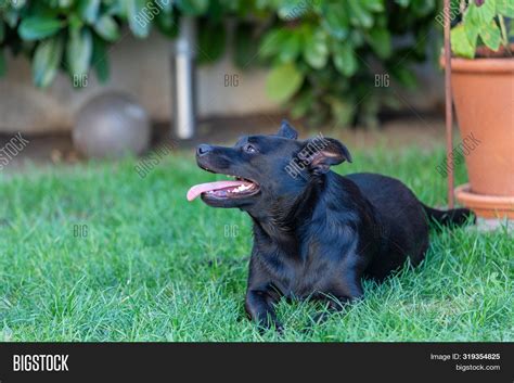 Little Black Dog Image And Photo Free Trial Bigstock