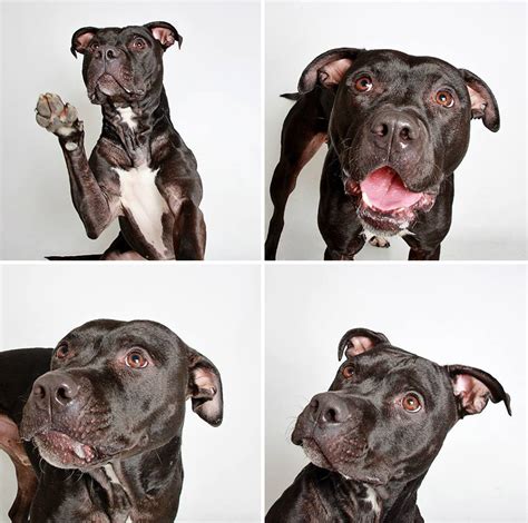 Areas utah animal adoption center serves. Cute Shelter Dog Photobooth Pics Help Them Find Forever ...