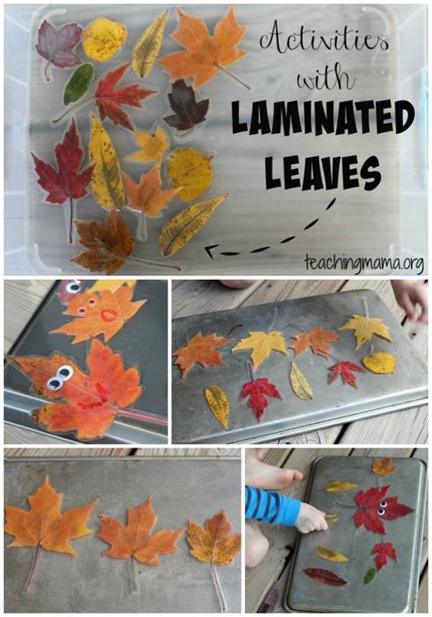 Activities With Laminated Leaves Fall Kindergarten Fall Preschool