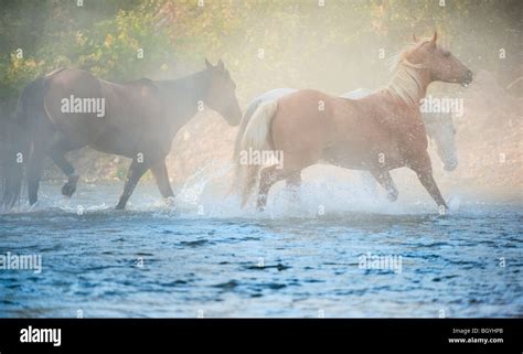 Wild Horses Running Through Water Stock Photo Alamy