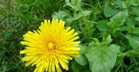 Visualizza altre idee su nomi di fiori, fiori, tipi di fiori. Nomi Dei Fiori Con Foto