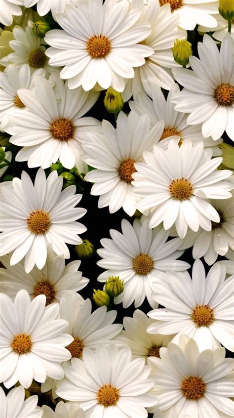 Excellent Daisy Flower Wallpaper Aesthetic You Can Save It At No