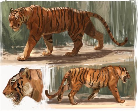 Artstation Tiger Study