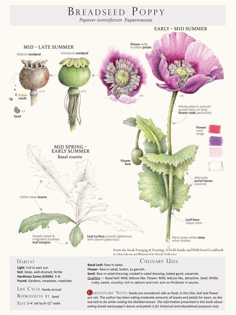Foraging And Feasting Limited Edition Print Poppy — Foraging And