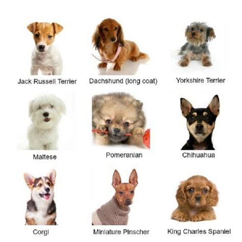 Small Dog Breeds Chart List All Dog Breeds Cute Dogs Breeds Types