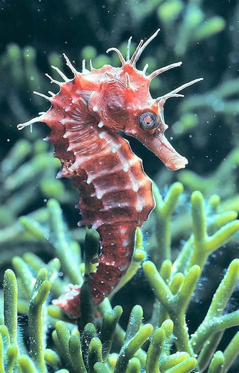 Hippocampus Guttulatus Monaco Nature Encyclopedia Beautiful Sea
