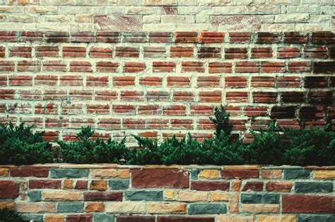 Background Texture Brick Wall Tree In Pot Stock Photo Image Of Beauty