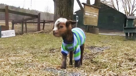 Baby Goat Spends Her First Day In The World And Cant Handle It Video