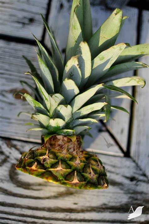 How To Plant A Supermarket Pineapple Top Easy Pineapple Planting