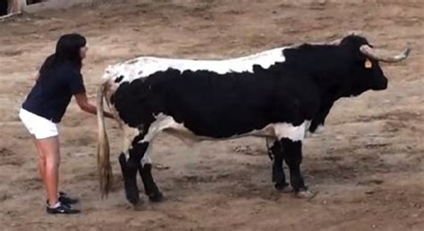 Woman Sneaks Behind Bull And Rubs Its Balls