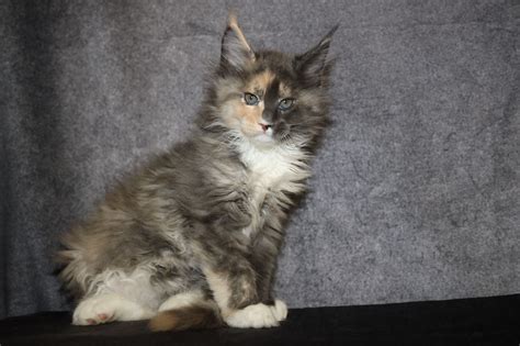 Why buy a maine coon kitten for sale if you can adopt and save a life? Available Maine Coon Kittens for Sale - Maine Coon Kittens ...