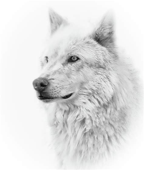Portrait Of A Black And White Wolf Artwork For Sale
