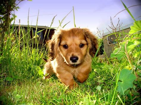 These aren't necessarily a meaningful guide when choosing a lawn care product, for a number of reasons. Learning How to Make My Own Pet Safe Lawn Care Products
