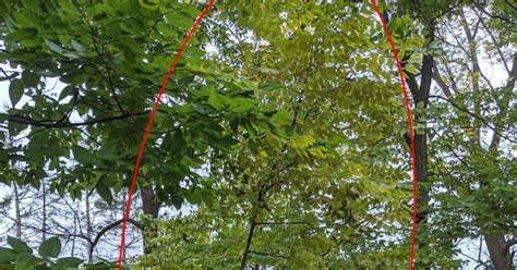 Organic tree fruit producers generally use cultivation to manage weeds. Is This A Young Walnut Tree? Or A Weed Tree?