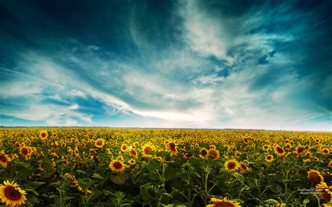 Sunflowers Lscape Wallpapers Wallpapers Hd