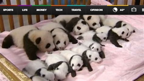 Watch 14 Baby Pandas Cuddle In One Crib