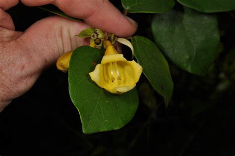 Gmelina Elliptica Lamiaceae