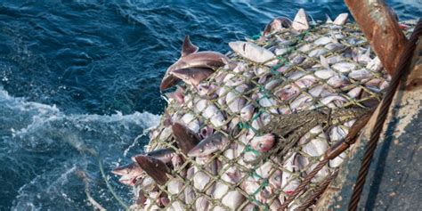 Climate Smart Fisheries Can Change The Fate Of Our Seas Pong Pesca