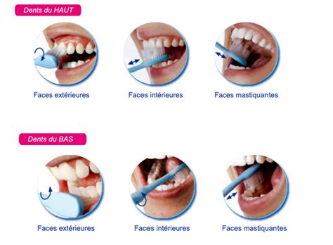 Incliner la brosse à dents à 45°. CENTRE DENTAIRE TAJMOUATI - Dentiste - Maroc Annuaire