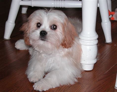 Always praise and give treats to your puppy on successfully completing the training. Cava-Tzu (Cavalier King Charles Spaniel Shih-Tzu Mix) Temperament, Puppies, Pictures