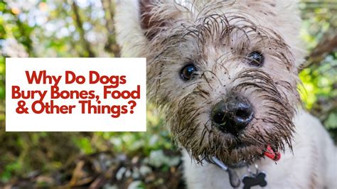 Why Do Dogs Bury Bones Food And Other Things
