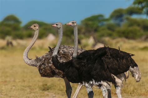 The History Of Ostrich Domestication