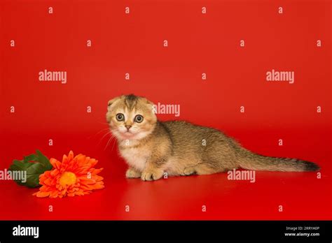 Short Legged Scottish Fold Kitten And A Flower On A Bright Red