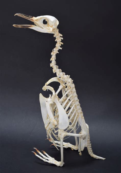 Lot 44 Skeletonsanatomy A Megellanic Penguin