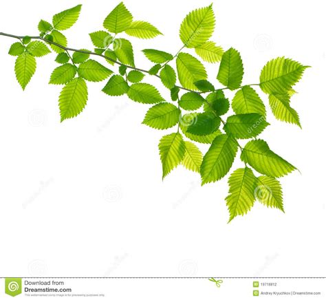 Green Branch Isolated Stock Photo Image Of Nature Growth 19716812