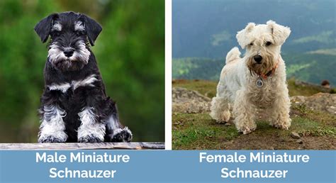 Male Vs Female Miniature Schnauzer Key Differences And Similarities With Pictures Hepper