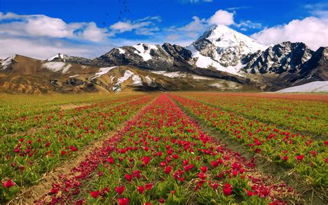 Mountains Sky Flowers Field Landscape Wallpaper 2560x1600 176630 Wallpaperup