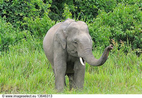 A wild Asian elephant (Elephas maximus) eating at the forest edge A