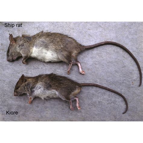 Rat Rat Vs Mice