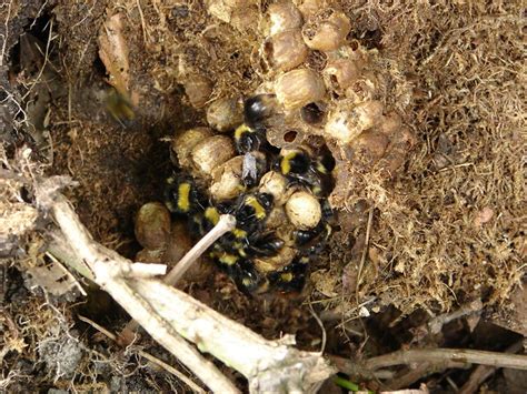 As each egg is laid, she encloses it with a partition of chewed wood pulp, and then creates another pollen loaf for the next egg. Bumble bee nest | Flickr - Photo Sharing!