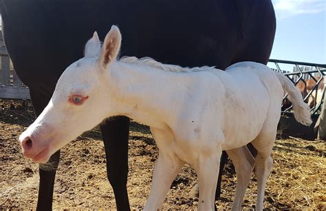 This Beautiful Foal Is A Lethal White And Unfortunately Had To Be