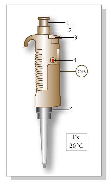 The spinal column is divided into five regi the website of the spinal injury network has a diagram of the human spine, with the. Pipette | Labeled diagram of a pipette. Format Diagram ...