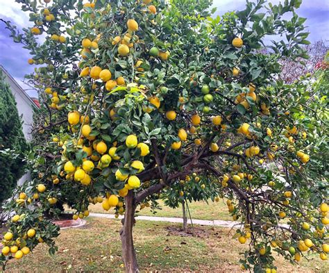 Meyer Lemon Tree If You Have Been Thinking About Adding A Lemon Tree To