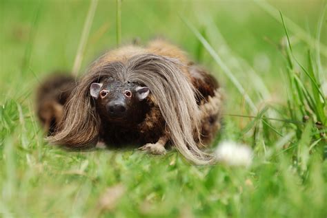 And I Think to Myself...What A Wonderful World.: Creature Feature
