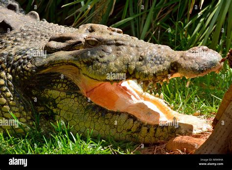 Saltwater Crocodile Crocodylus Porosus With Open Mouth Stock Photo