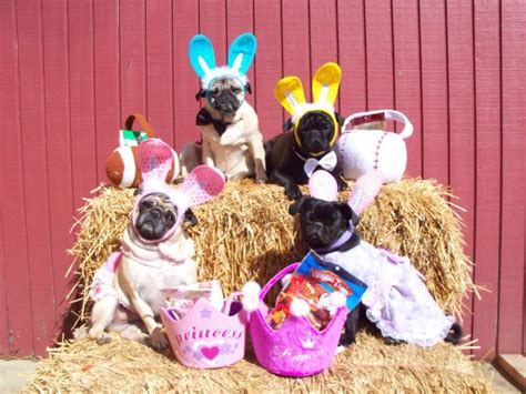 Happy Easter Pugs And Kisses Pugs Pug Dog