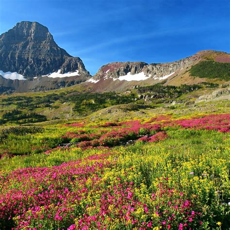Logan Pass Glacier National Park All You Need To Know Before You Go