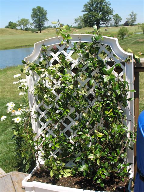 Jasmine Trellis On The Dodds Deck Dodd Trellis Jasmine Plants Plant