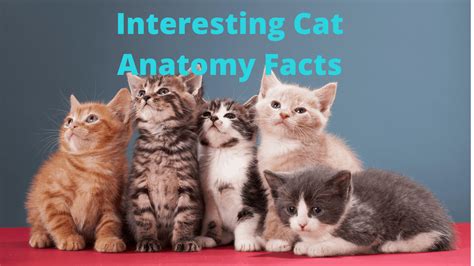 Interesting Cat Anatomy Facts Cat Sitter Toronto Inc