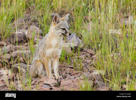 Gray Fox Urocyon Cinereoargenteus Adult On Hillside Stock Photo Alamy